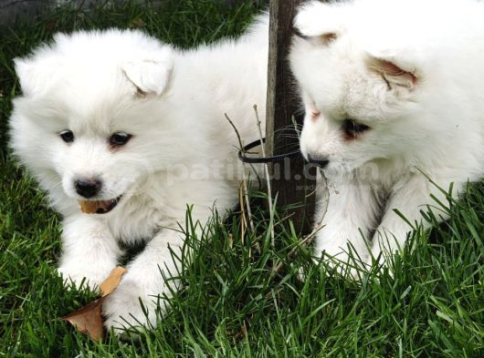 Kartopu Samoyed  Safkan görsel