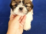 Teacup Shih Tzu Yavrular