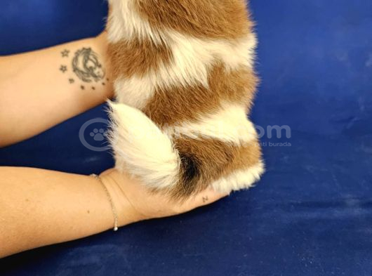 Teacup Shih Tzu Yavrular görsel