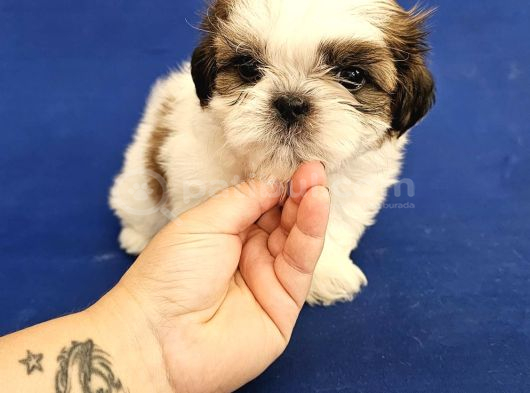 Teacup Shih Tzu Yavrular görsel