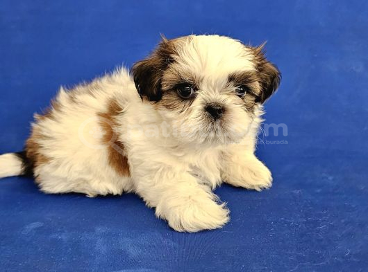 Teacup Shih Tzu Yavrular