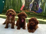 Kalite Ve Sağlığın Ön Planda Olduğu Toy Poodle Bebeklerim