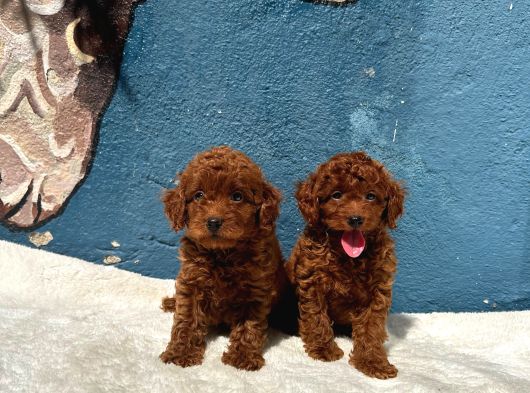 Kalite Ve Sağlığın Ön Planda Olduğu Toy Poodle Bebeklerim görsel