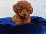 Süper Kali̇te Gerçek Toy Poodle Yavrular