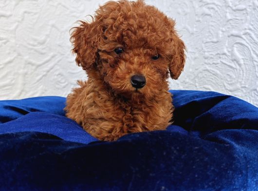Süper Kali̇te Gerçek Toy Poodle Yavrular