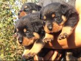 Rotweiler Yavrular