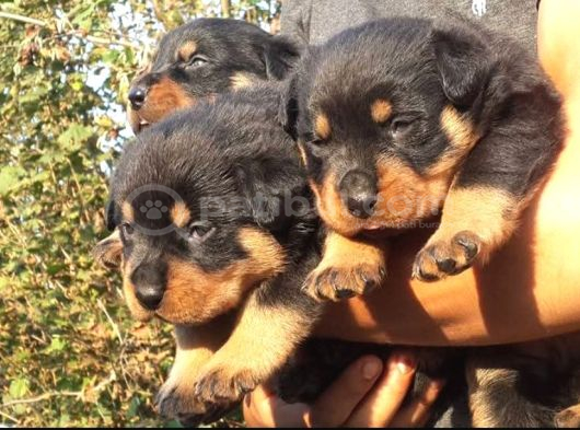 Rotweiler Yavrular görsel
