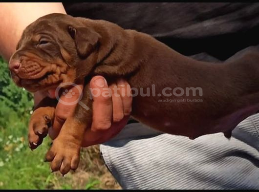 King Doberman Yavrular görsel