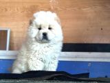 Chow Chow Yavrular