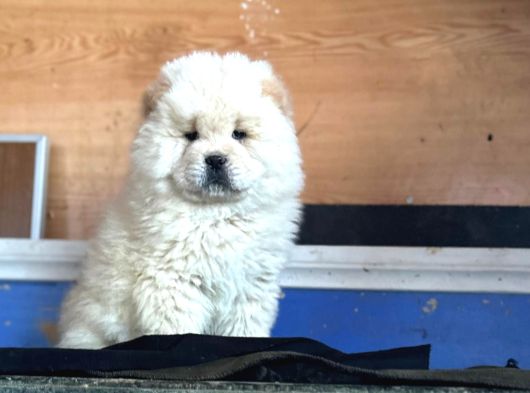 Chow Chow Yavrular görsel