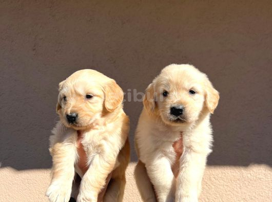 Baby Face Golden Retriever görsel