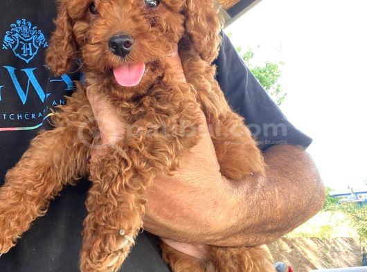 Toy Poodle Yavrular görsel