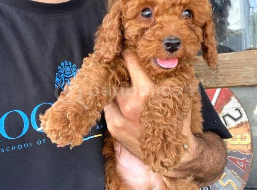 Toy Poodle Yavrular görsel