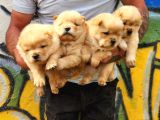 Chow Chow Yavrular