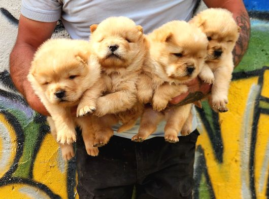 Chow Chow Yavrular