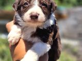 Güçlü Genetik Kusursuz Border Collie Yavruları