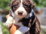 Güçlü Genetik Kusursuz Border Collie Yavruları