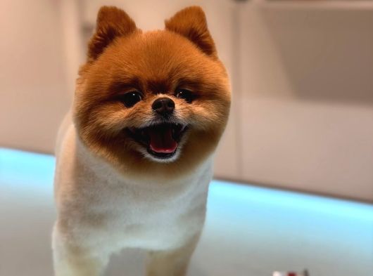 Pomeranian Boo Bebeklerimiz Çikolata Tadında