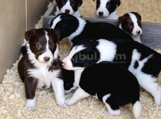 Güçlü Genetik Kusursuz Border Collie Yavruları görsel