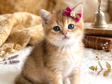 Safkan Golden Bebekler