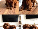 Dark Red Korea Maltipoo Bebekler
