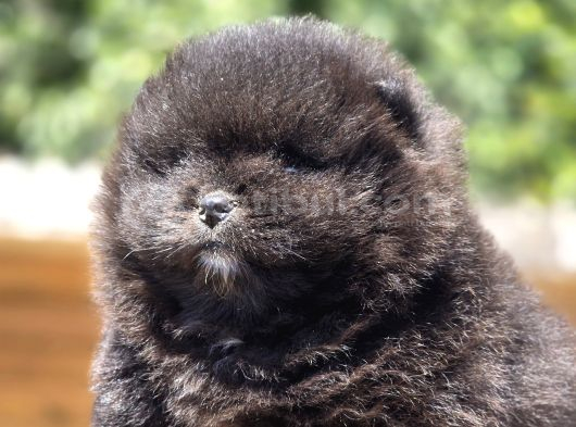 Nadir Siyah Pomeranian Boo  Peluş Görünümlü Safkan Yavrular görsel