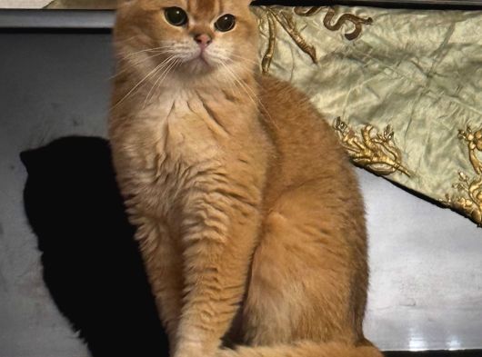 British Golden Yavrular görsel