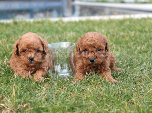 En Iyi Toy Poodle Yavruları görsel