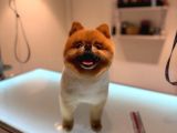 Pomeranian Boo Bebeklerimiz Çikolata Tadında