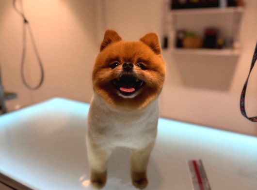 Pomeranian Boo Bebeklerimiz Çikolata Tadında görsel
