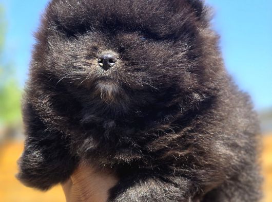 Nadir Siyah Pomeranian Boo  Peluş Görünümlü Safkan Yavrular görsel