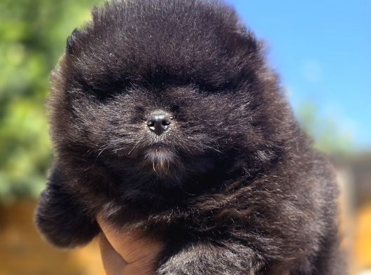 Nadir Siyah Pomeranian Boo  Peluş Görünümlü Safkan Yavrular