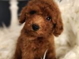 Bakırköy Veteriner Teknikerinden Irk Ve Sağlık Garantili Toy Poodle