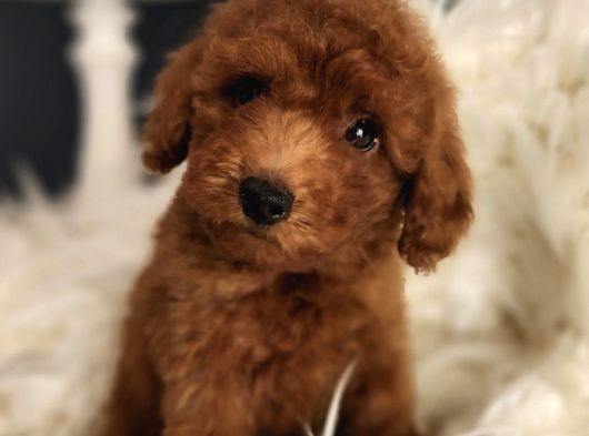 Bakırköy Veteriner Teknikerinden Irk Ve Sağlık Garantili Toy Poodle görsel