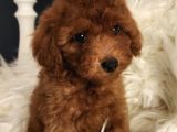 Bakırköy Veteriner Teknikerinden Irk Ve Sağlık Garantili Toy Poodle