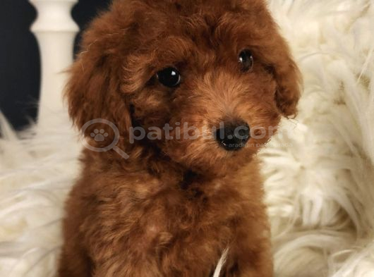 Bakırköy Veteriner Teknikerinden Irk Ve Sağlık Garantili Toy Poodle görsel