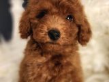 Bakırköy Veteriner Teknikerinden Irk Ve Sağlık Garantili Toy Poodle