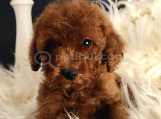 Bakırköy Veteriner Teknikerinden Irk Ve Sağlık Garantili Toy Poodle görsel