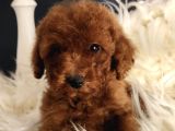 Veteriner Teknikerinden Irk Ve Sağlık Garantili Toy Poodle İst