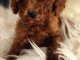 Veteriner Teknikerinden Irk Ve Sağlık Garantili Toy Poodle İst
