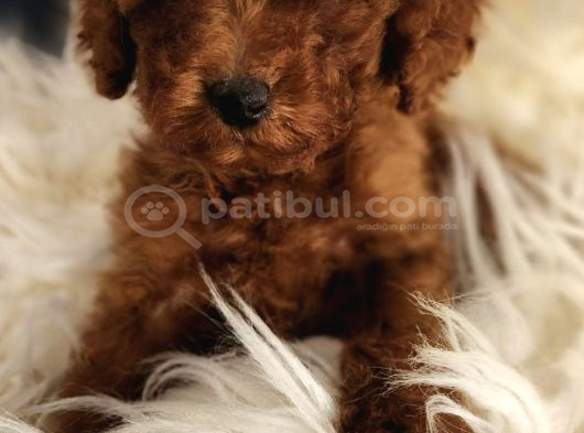 Veteriner Teknikerinden Irk Ve Sağlık Garantili Toy Poodle İst görsel