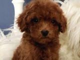 Veteriner Teknikerinden Irk Ve Sağlık Garantili Toy Poodle İst