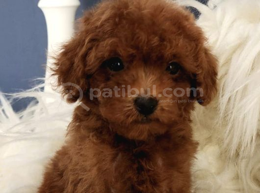 Veteriner Teknikerinden Irk Ve Sağlık Garantili Toy Poodle İst