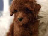 Veteriner Teknikerinden Irk Ve Sağlık Garantili Toy Poodle İst