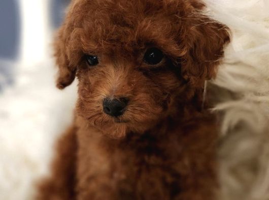 Veteriner Teknikerinden Irk Ve Sağlık Garantili Toy Poodle İst görsel
