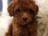 Veteriner Teknikerinden Irk Ve Sağlık Garantili Toy Poodle İst