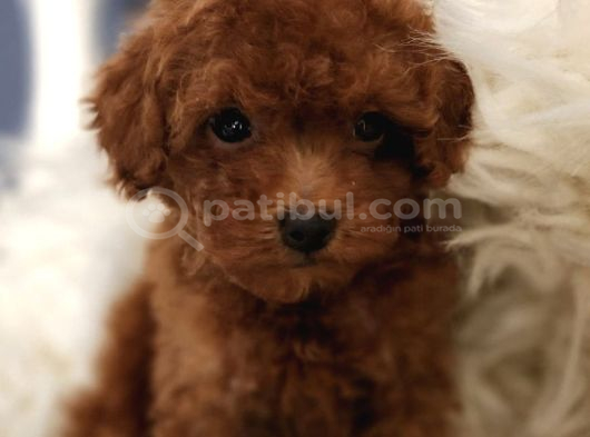 Veteriner Teknikerinden Irk Ve Sağlık Garantili Toy Poodle İst görsel