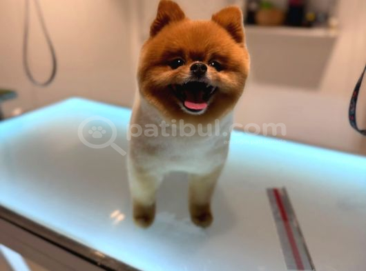Pomeranian Boo Bebeklerimiz Çikolata Tadında görsel