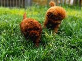 Mini Red Toy Poodle Yavrular