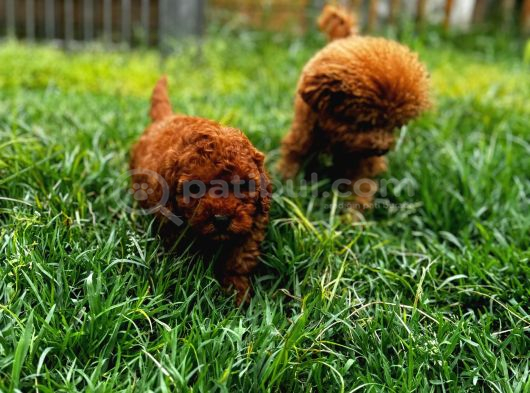 Mini Red Toy Poodle Yavrular görsel